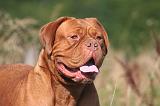 DOGUE DE BORDEAUX 465